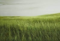 walimex pro Fotomotiv-Hintergrund Grass, 3x6m walimex pro Fotomotiv-Hintergrund Grass, 3x6m